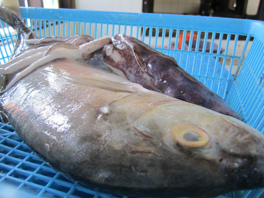 The fresh catch on ice — this is what gets weighed and priced, so confirm the total before it hits the grill.