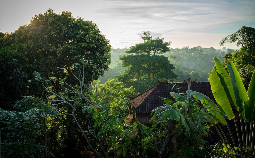 Morning over the Campuhan valley — the cool, gold-lit hour before the heat and the crowds arrive.