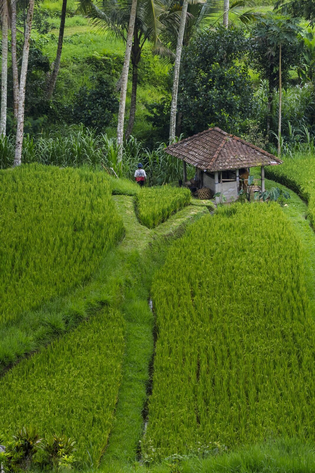The sweeping UNESCO rice terraces of Jatiluwih