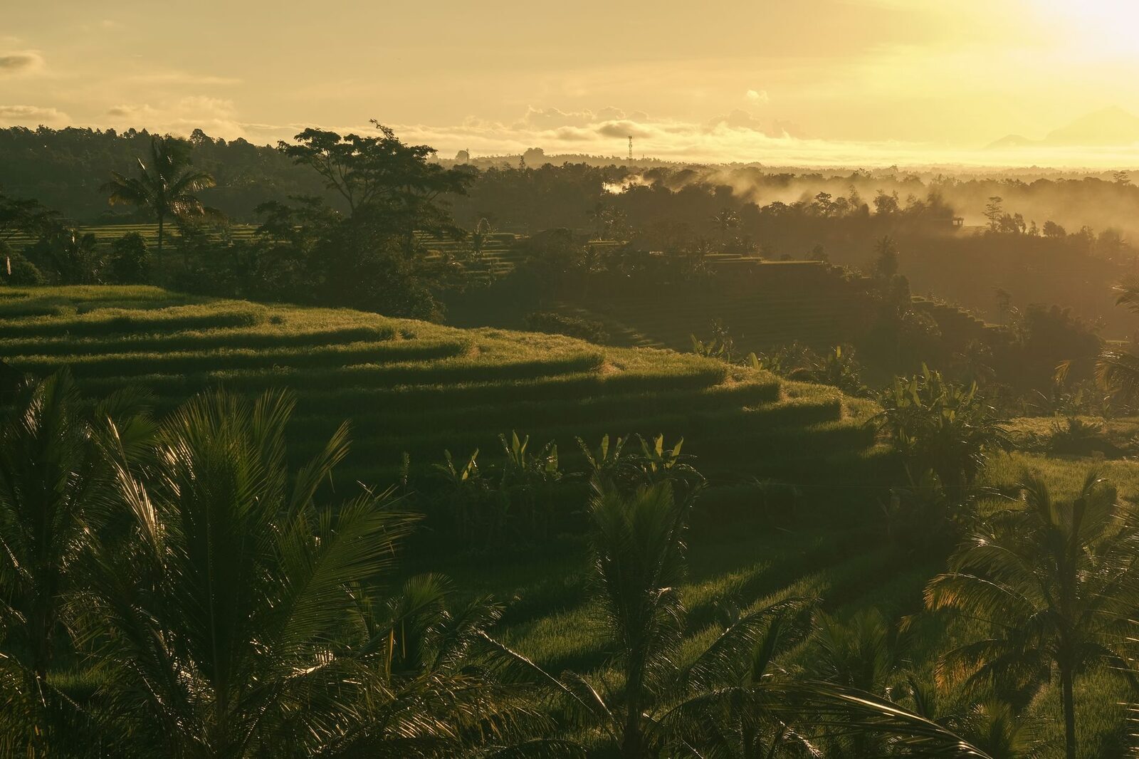 Golden early light spilling across the tiers of rice.