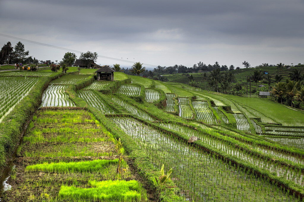 Green terraces with farm huts dotted between the tiers.