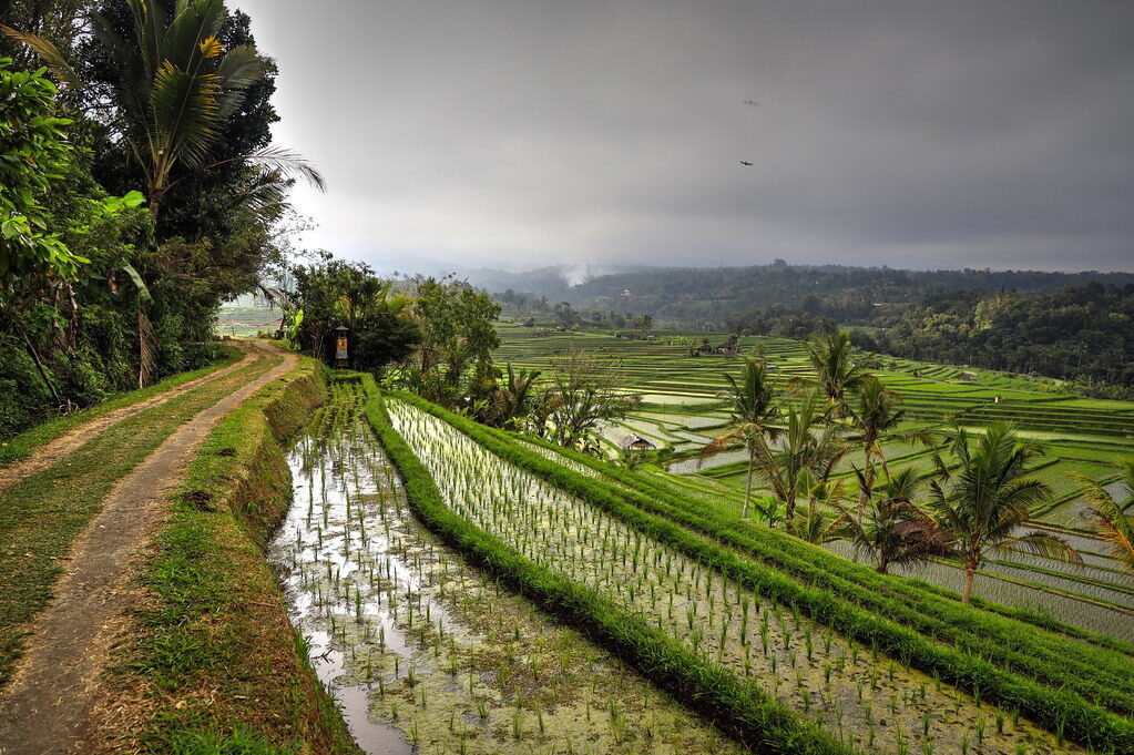 A path threading along the flooded young paddies, away from the road.