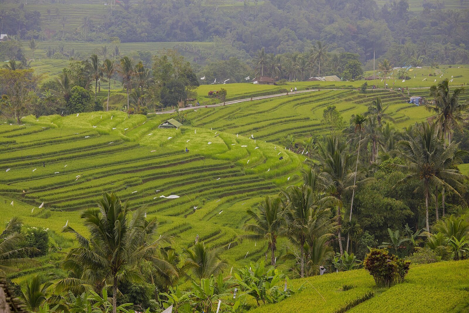 The classic Jatiluwih view — broad, gently rolling terraces running back to a wooded ridge, far wider than a single gorge.
