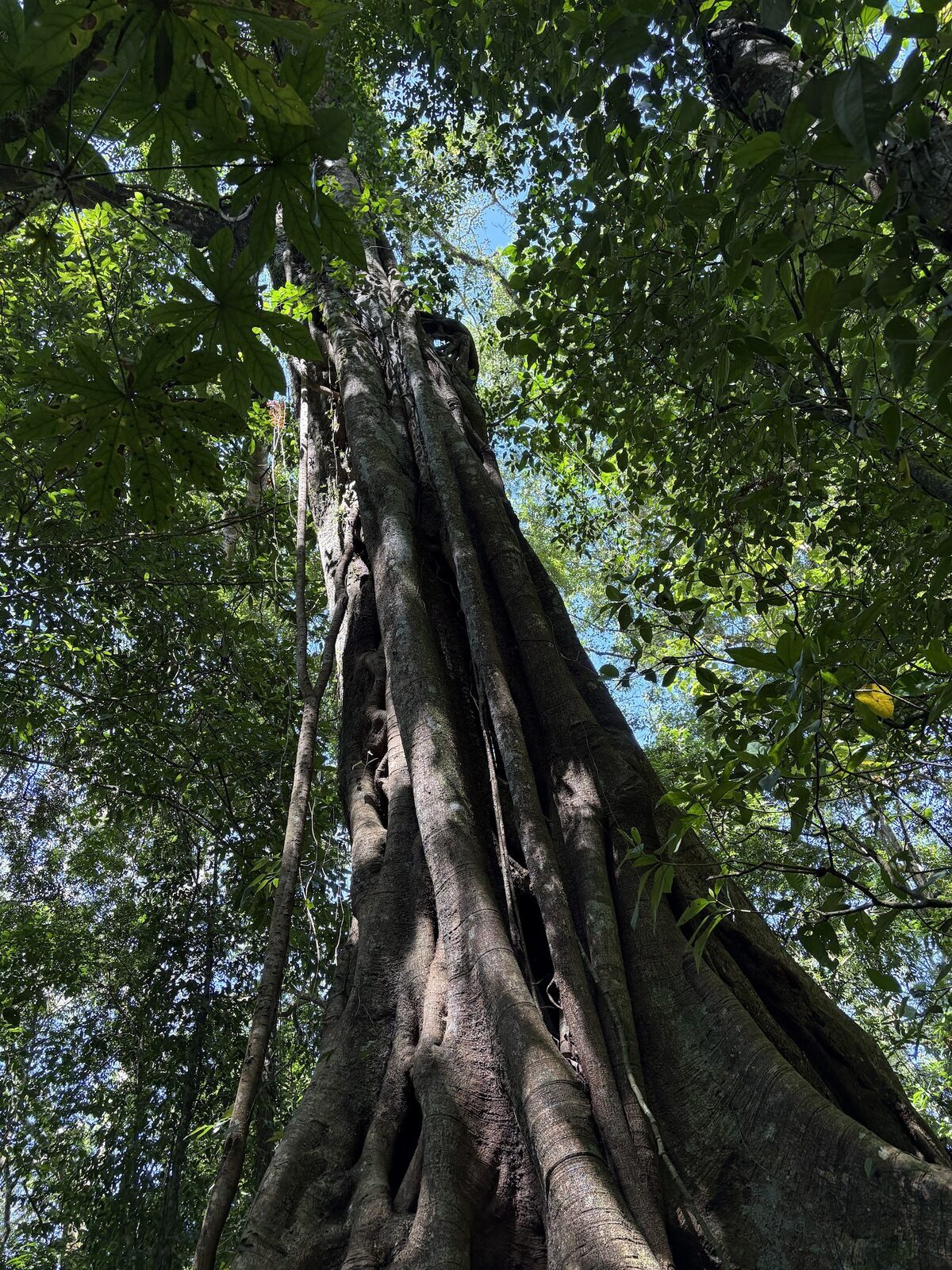 A giant buttress-rooted tree in the highland cloud forest that rings the lakes.