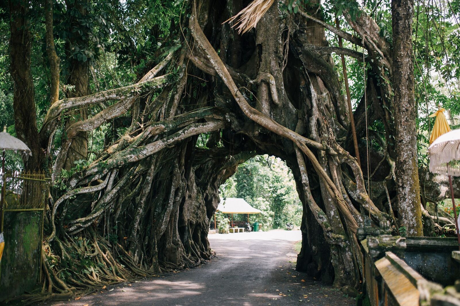 The garden's giant strangler-fig arch, its roots grown into a tunnel over the path.