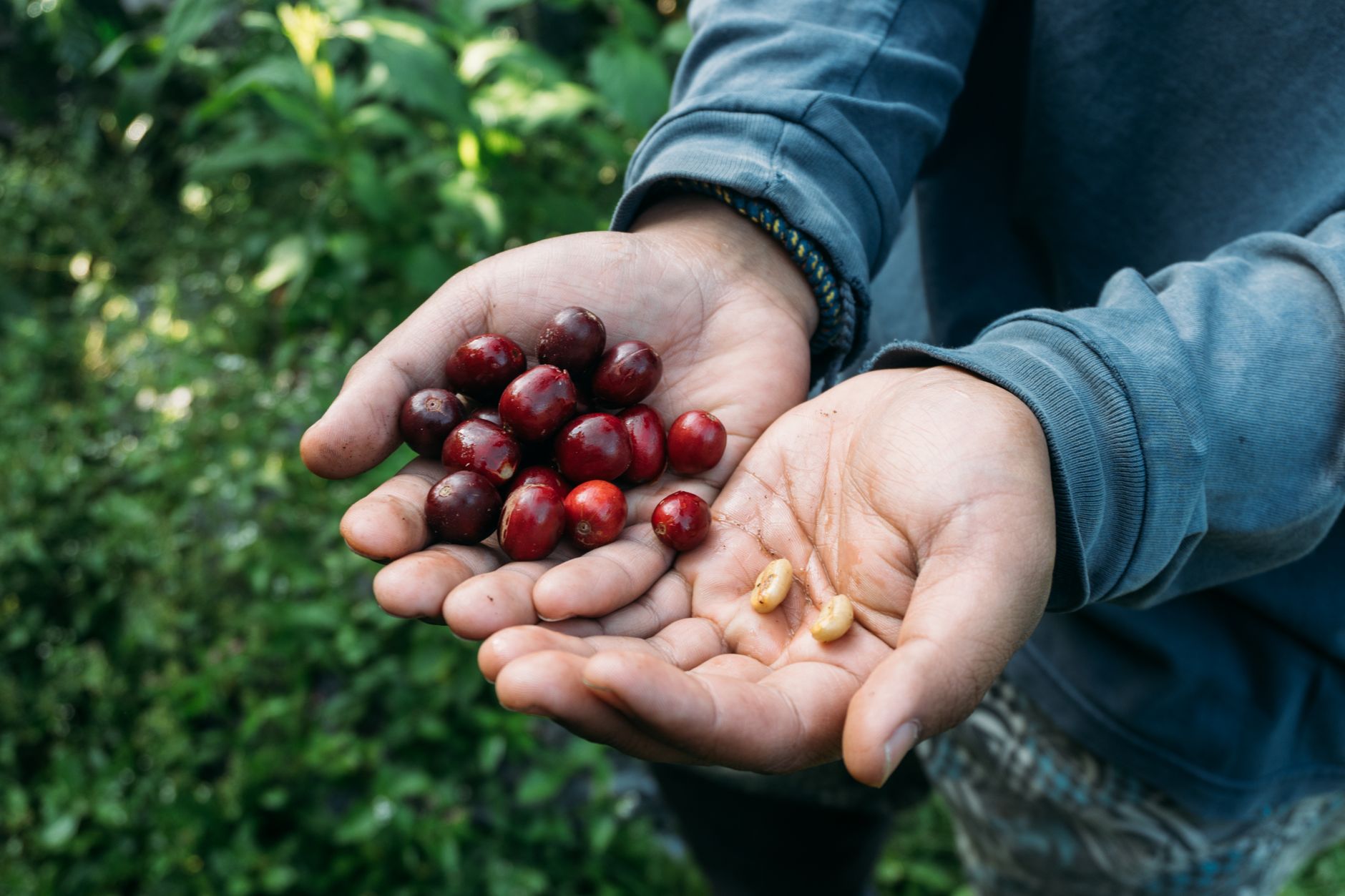Hands holding fresh red coffee cherries and beans