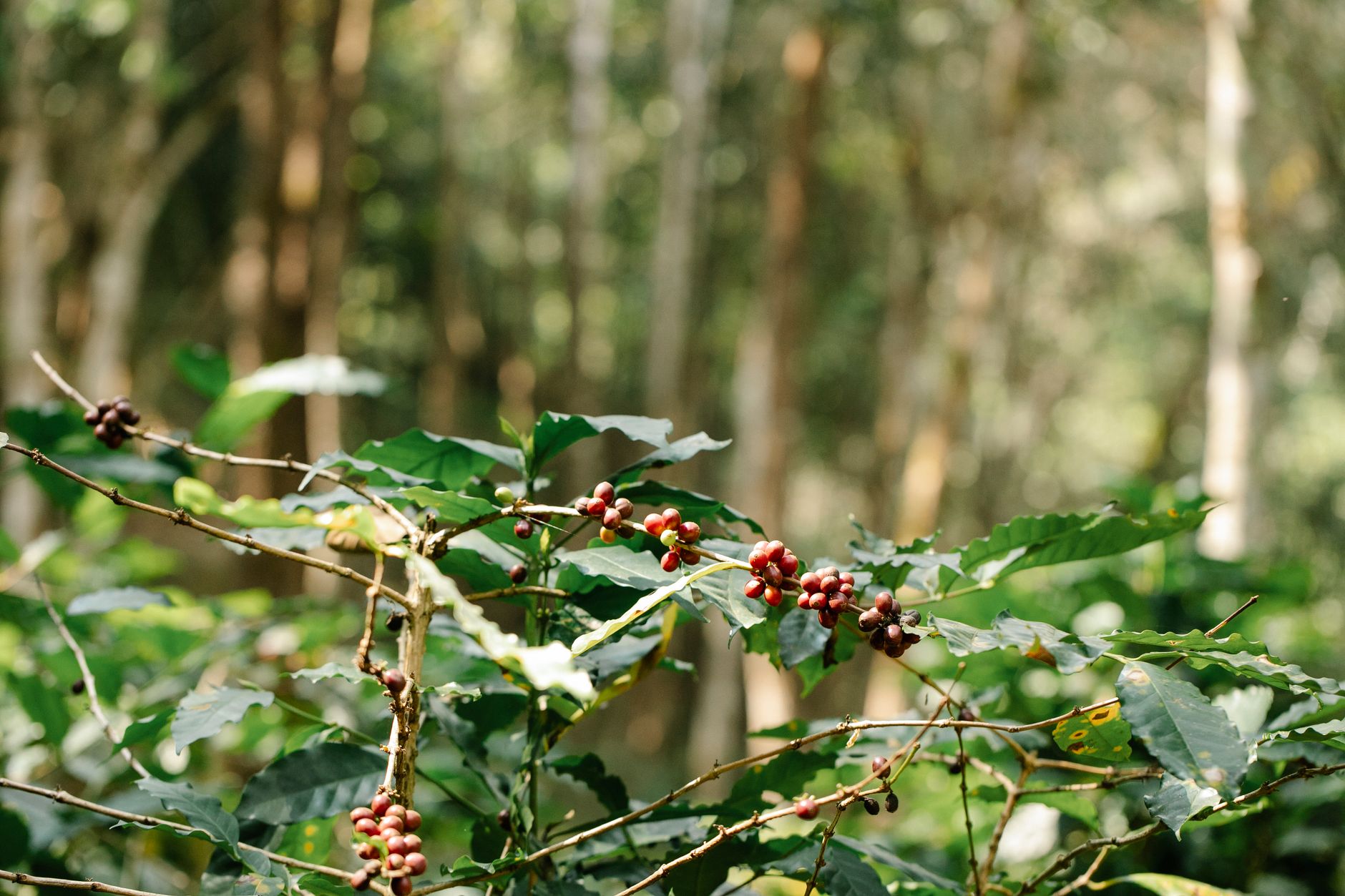 A coffee bush heavy with red ripening cherries