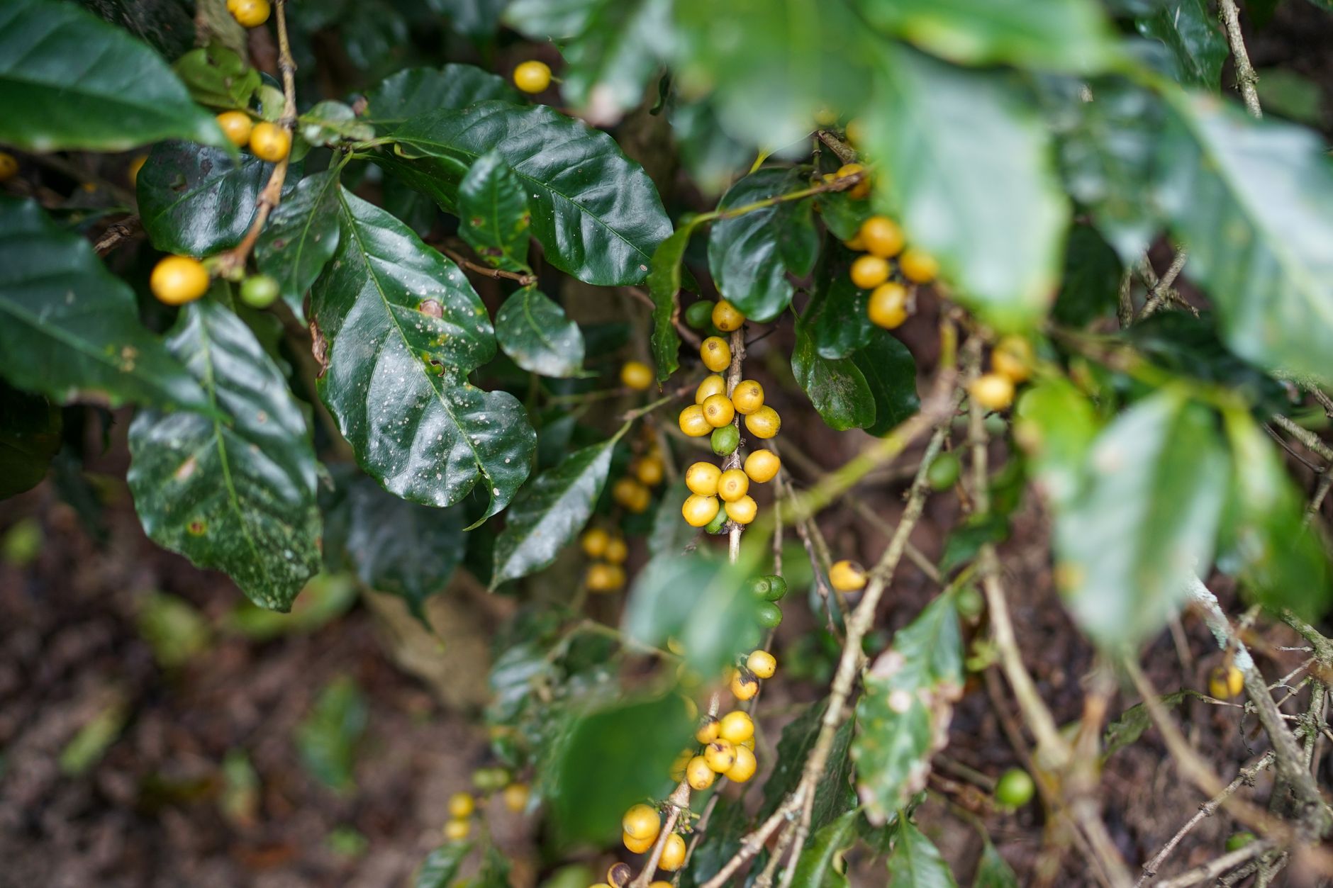 Bright yellow arabica coffee cherries growing on the plant