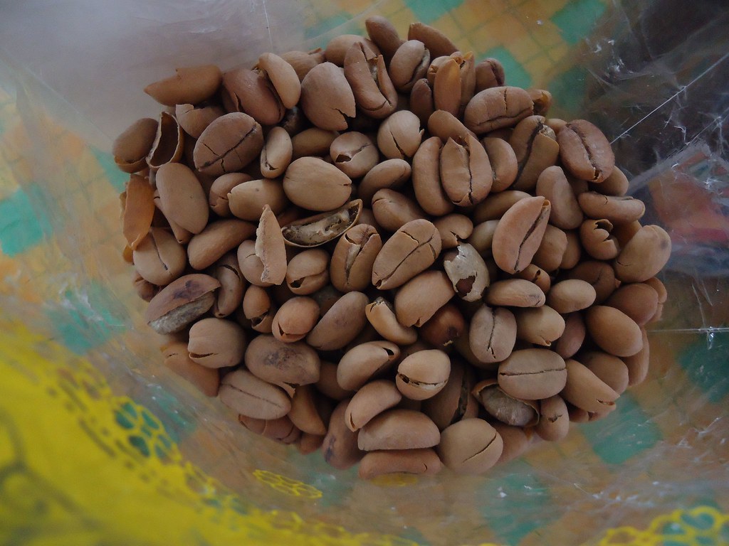 Cleaned civet-coffee (kopi luwak) beans