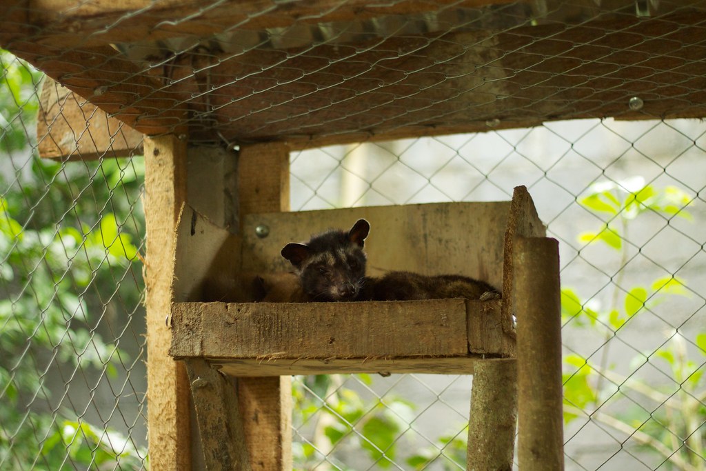 A caged Asian palm civet (luwak) at a Bali coffee plantation