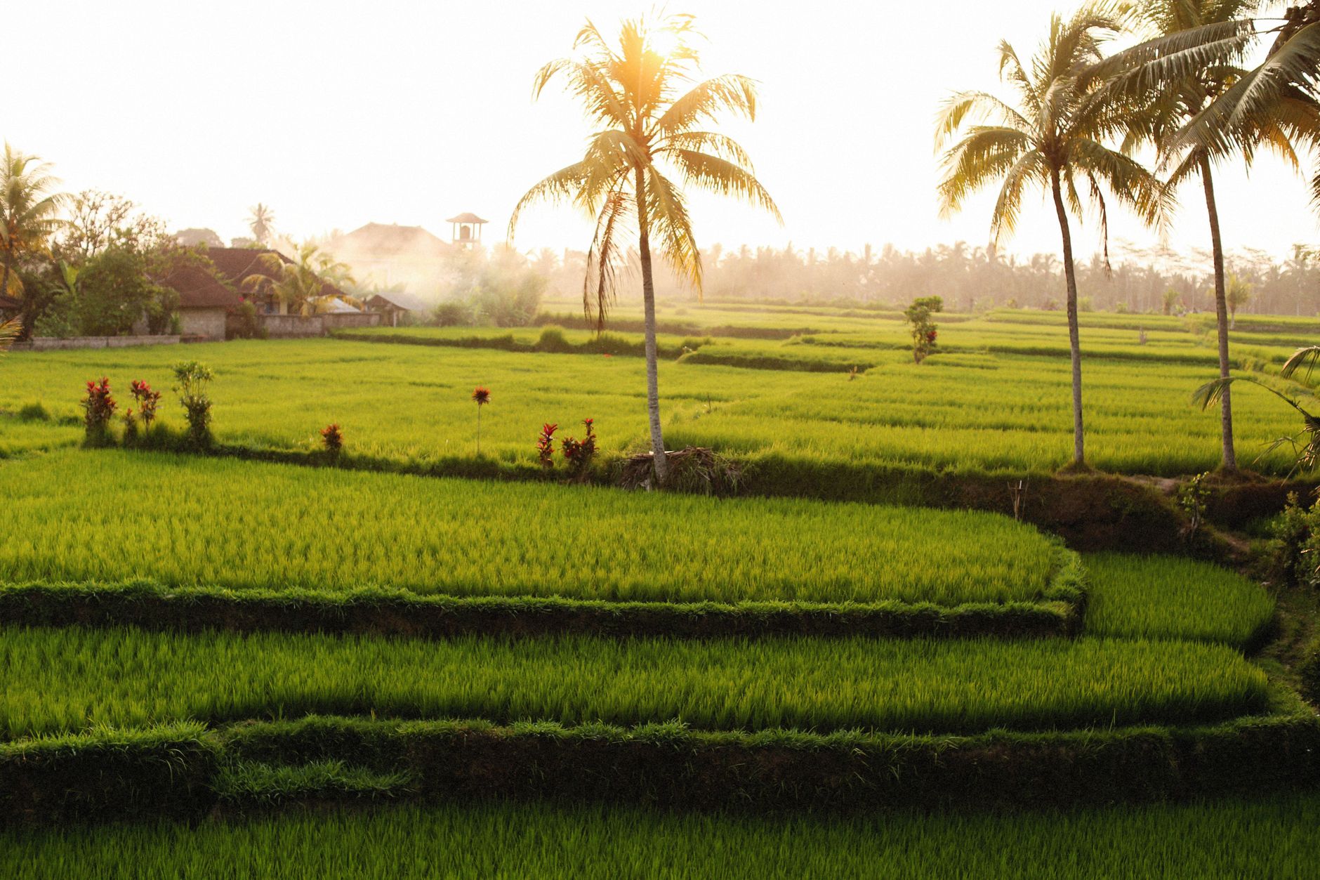 Sunrise over the rice fields and palms