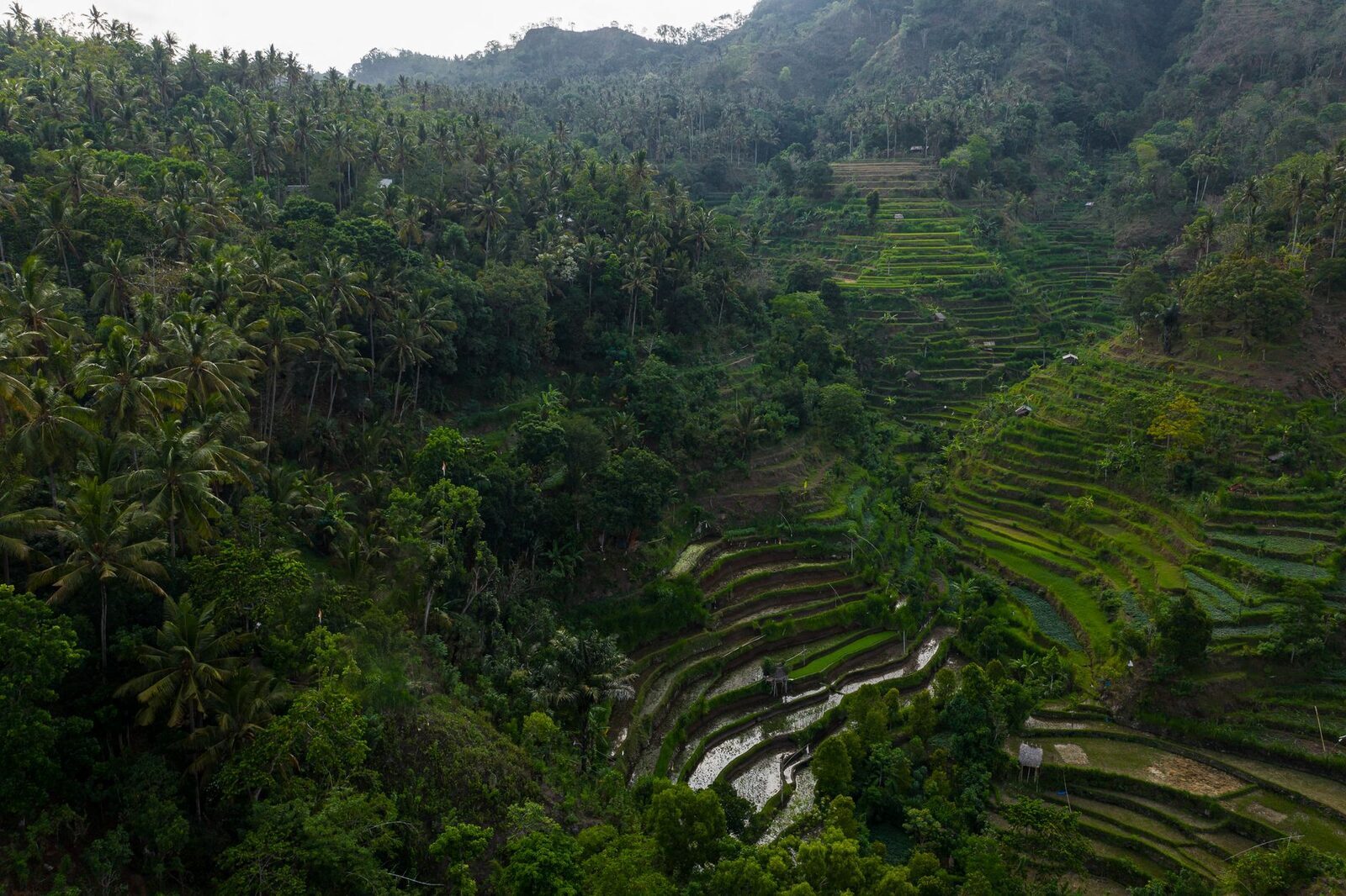 Palms and rice terraces climbing the valley sides in the morning mist.