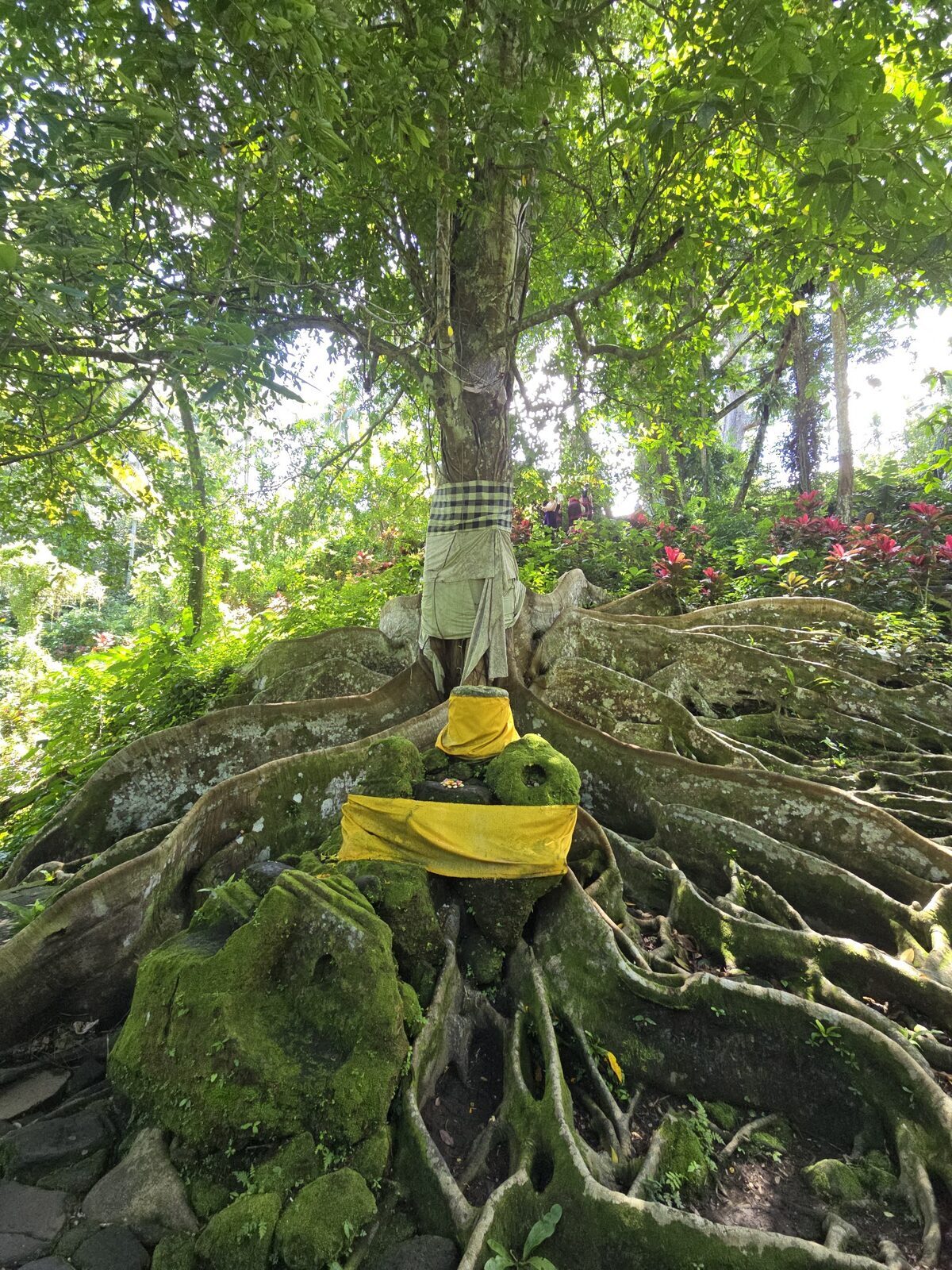 A canang offering left on mossy tree roots down in the valley.