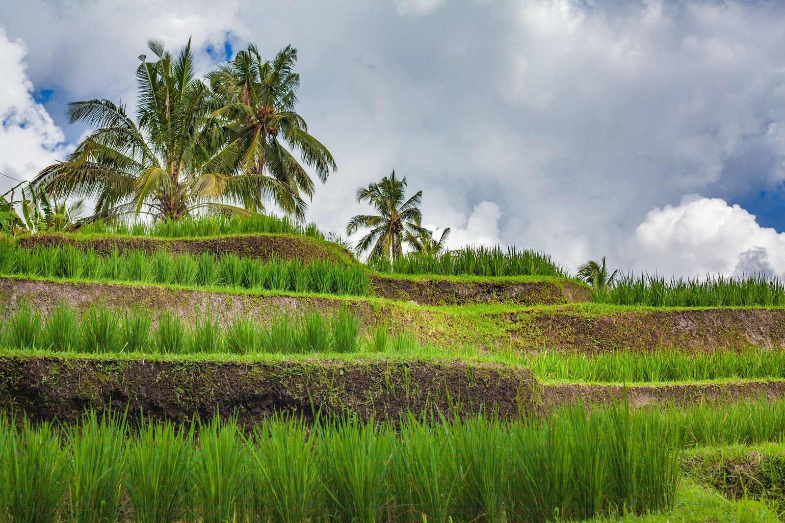 Lush green paddies with palms, the terraces at their most vivid mid-growth.