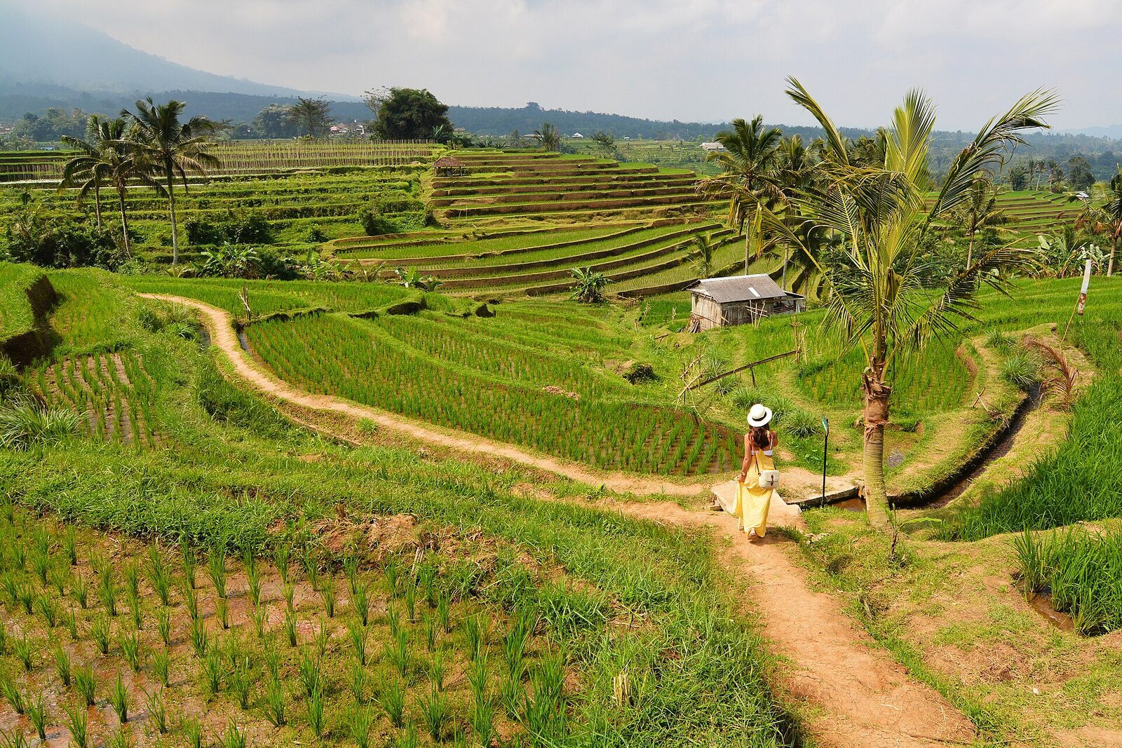 A path and scarecrow among the greenest fields, palms lining the tiers.