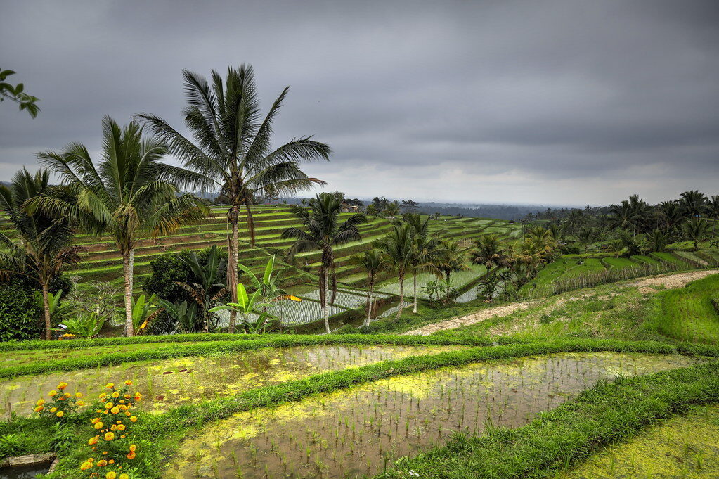 Green terraces and flowering plants, a farm hut set back among the rice.