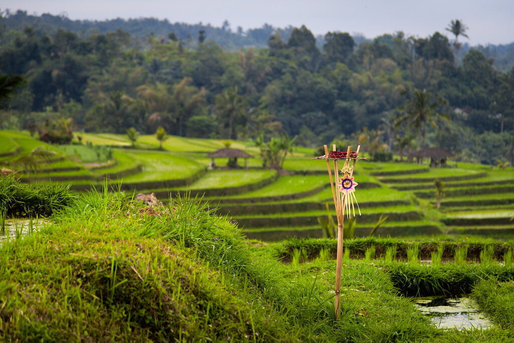 A small shrine pole standing in the bright green paddies.