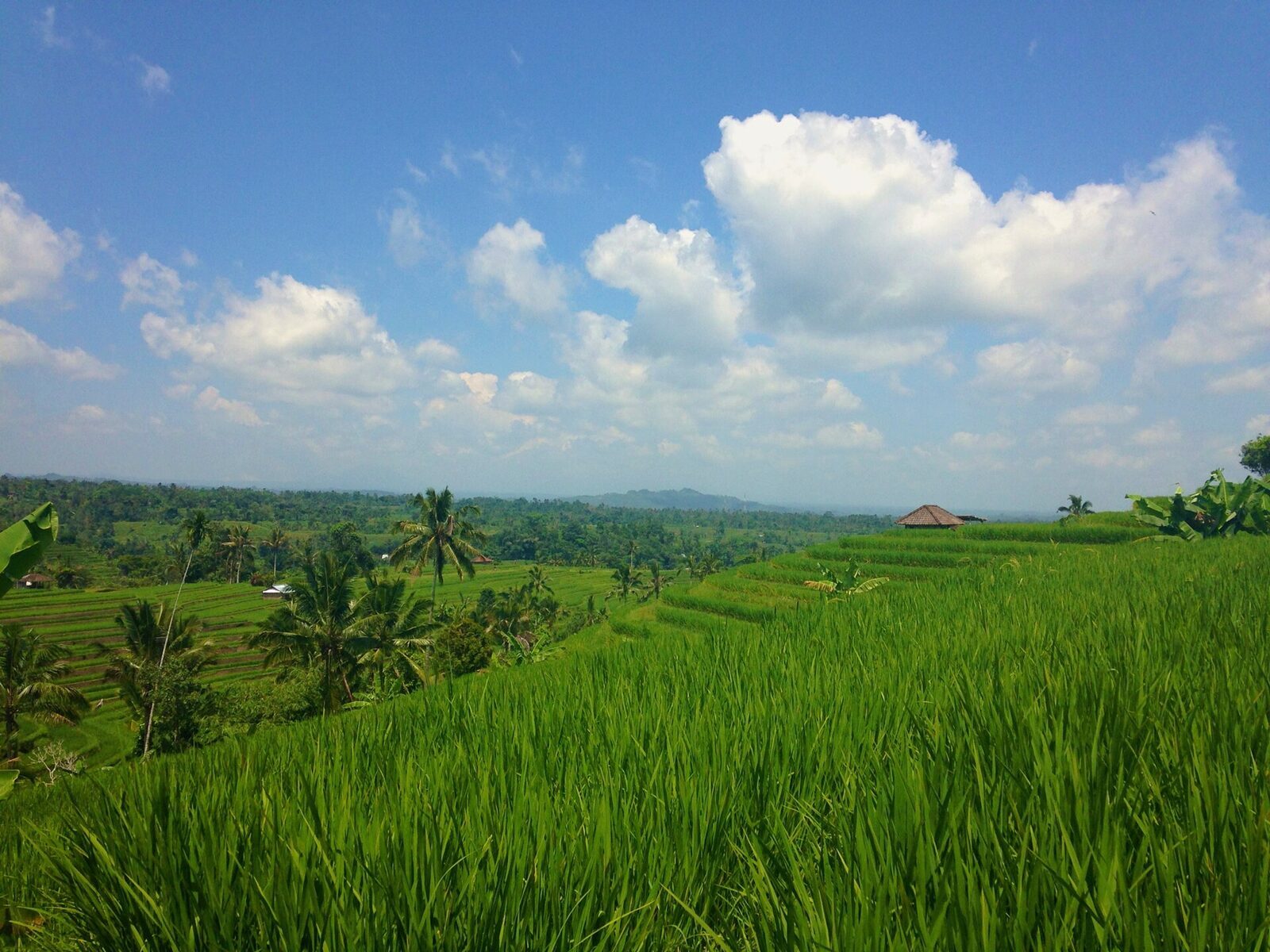 The 'endless green' window — a flat sheet of young rice running to the horizon under highland cloud.