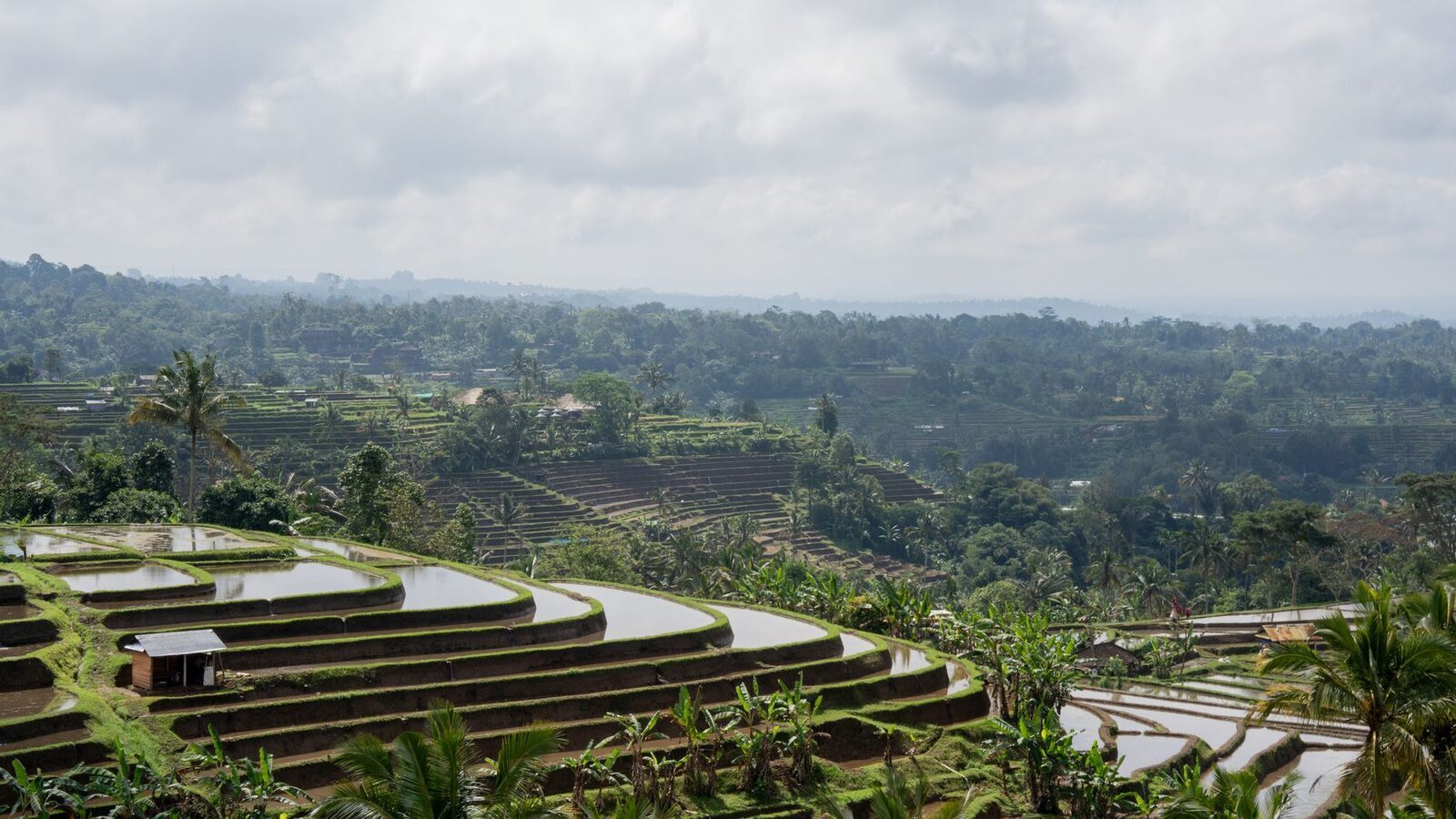A wide, misty panorama of the valley, tiers receding toward the distant hills.