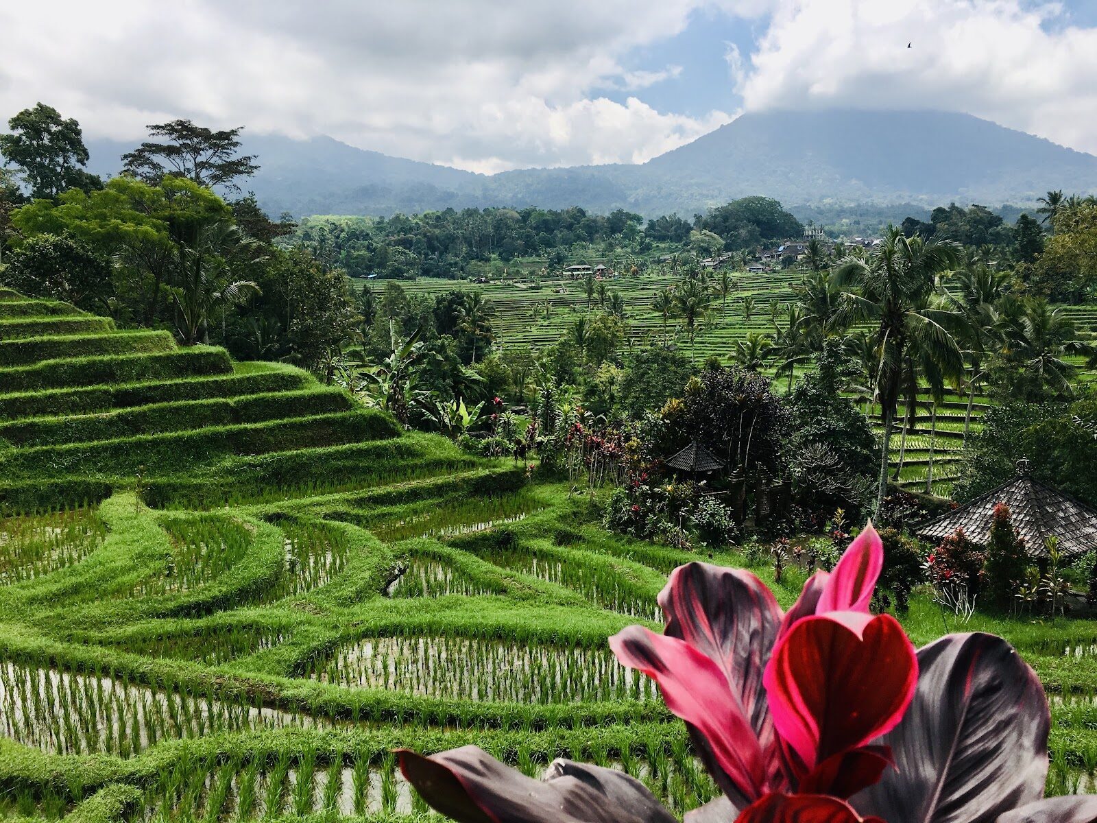 The scale that beats a single viewpoint — terraces rolling back to Gunung Batukaru on the skyline.