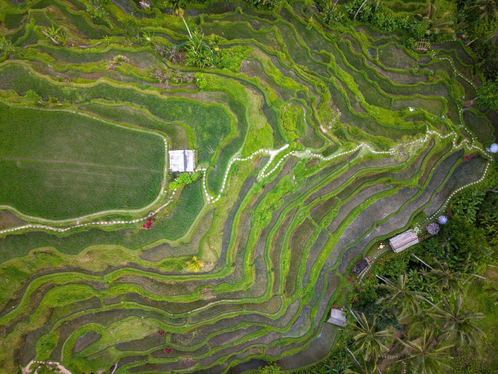 From above, the contoured terraces trace the paths water takes down the slope.