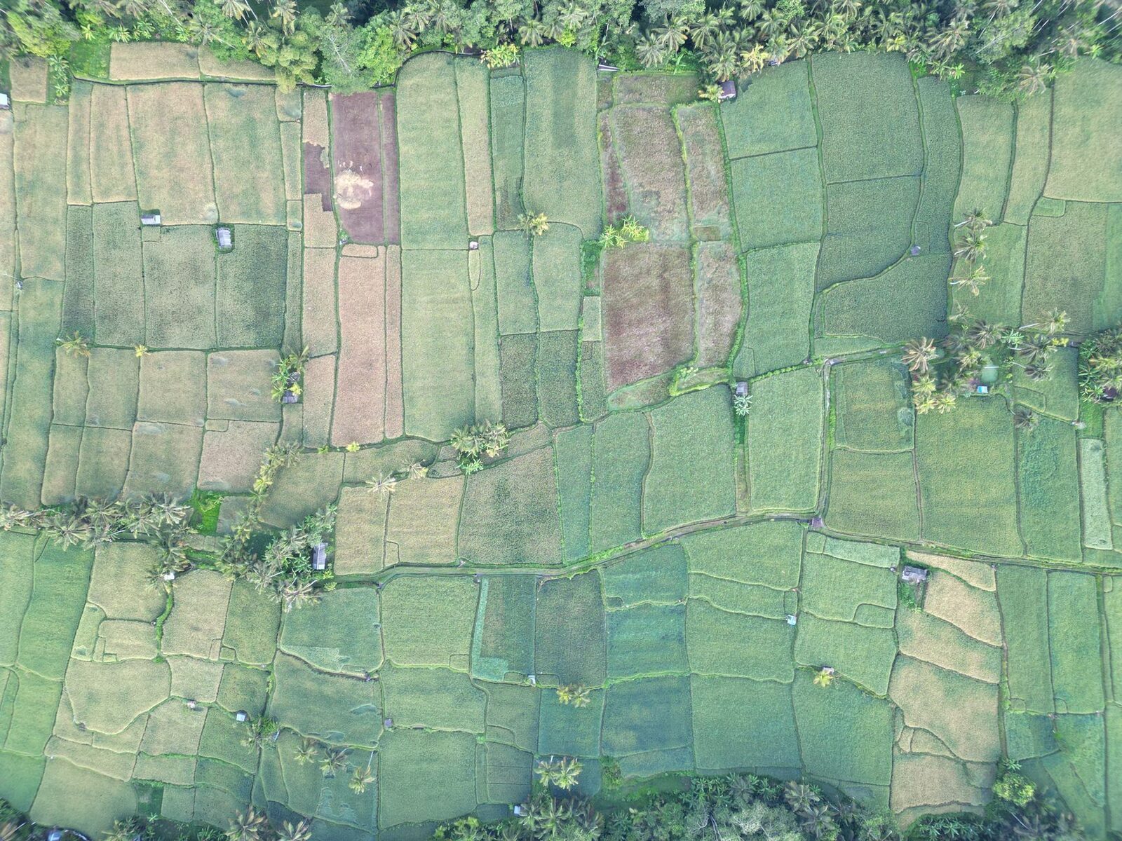 An aerial patchwork of divided paddies, each fed and drained in turn by the shared channels.