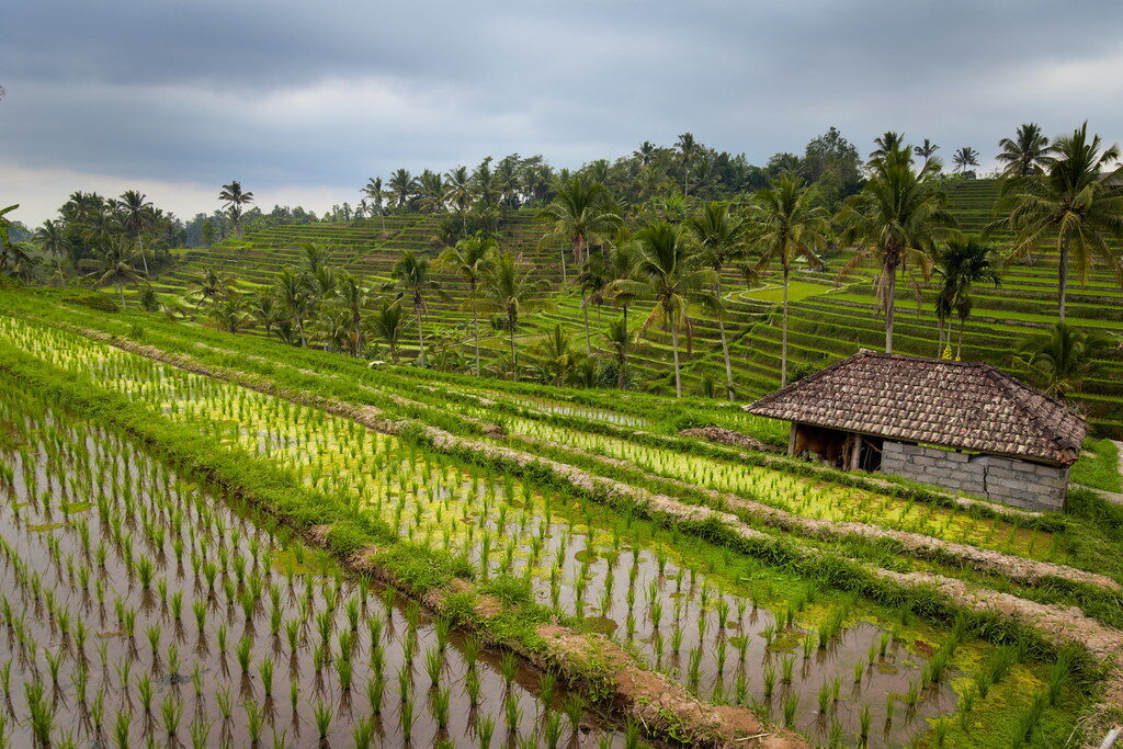 Palms and a farmer's hut on the valley floor, the tiers rising behind.