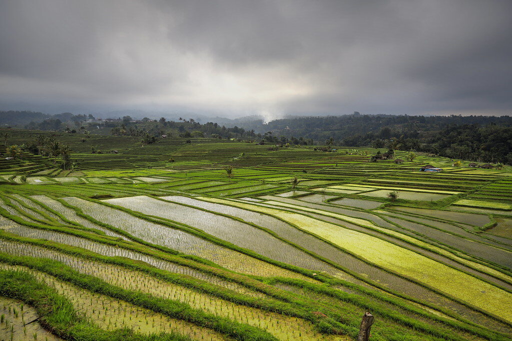 Freshly-flooded young paddies fanning out across the wide valley.