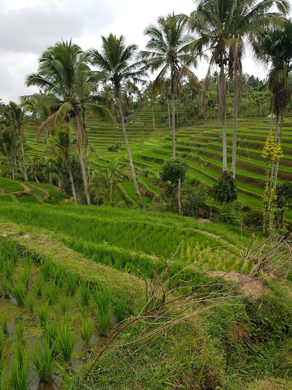The trails lead you in among the young rice and away from the road — the whole point of coming here.