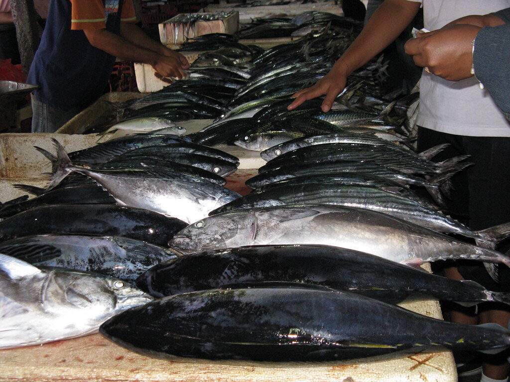 Rows of large fish laid out on the market tables.
