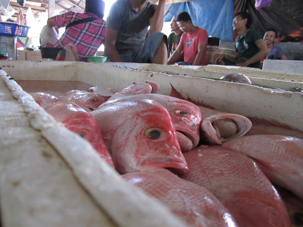 A heap of red snapper on the ice.