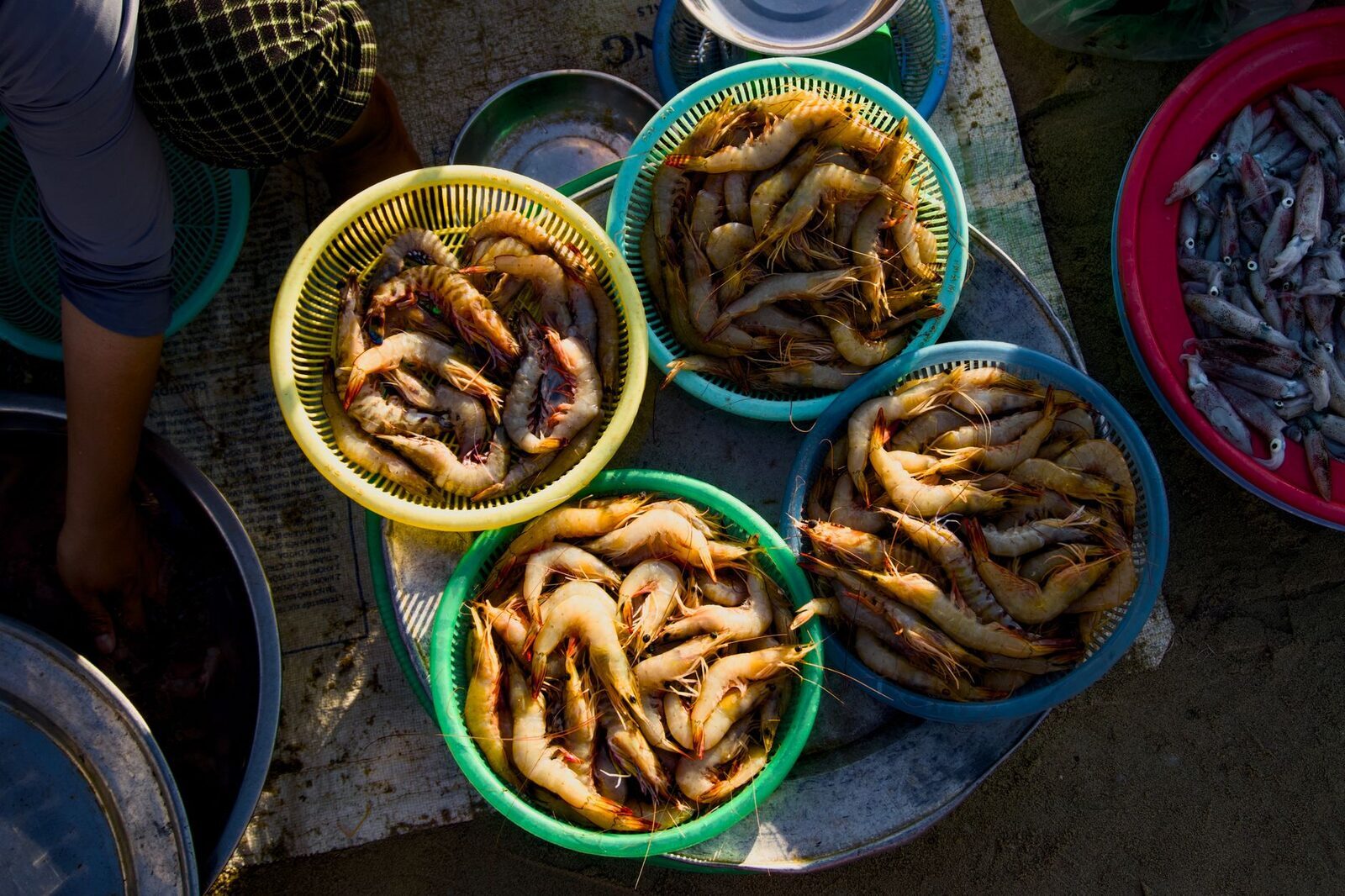 Baskets of prawns and small fish, freshly landed.