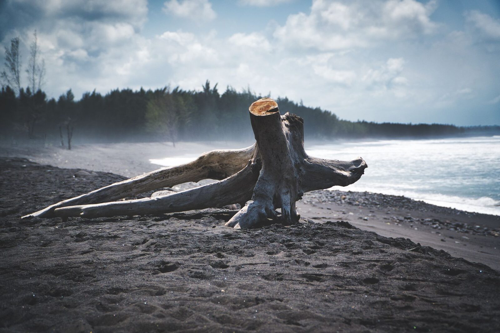 Driftwood on dark sand: the mellow, unmanicured feel of the north-coast beaches. (A Bali black-sand shore.)