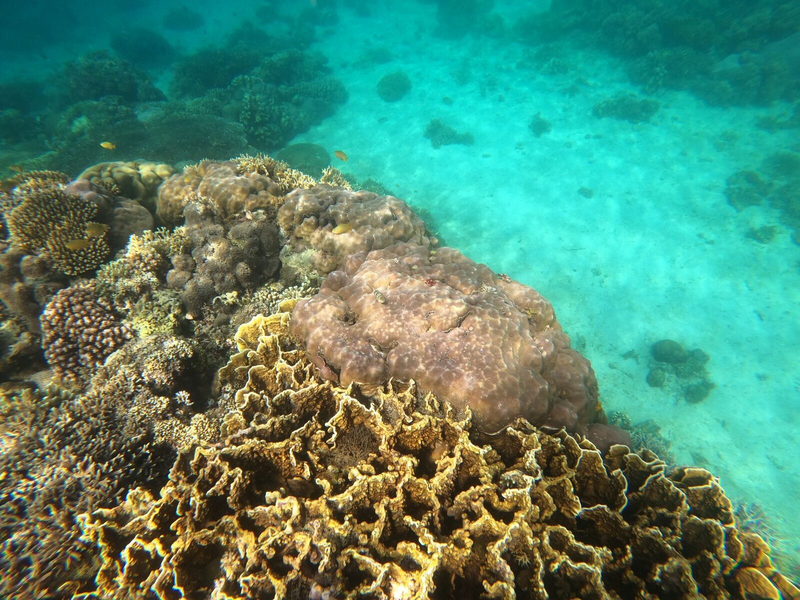 Healthy hard coral in clear water. (A reef scene; the north-coast sites reward the trip out.)