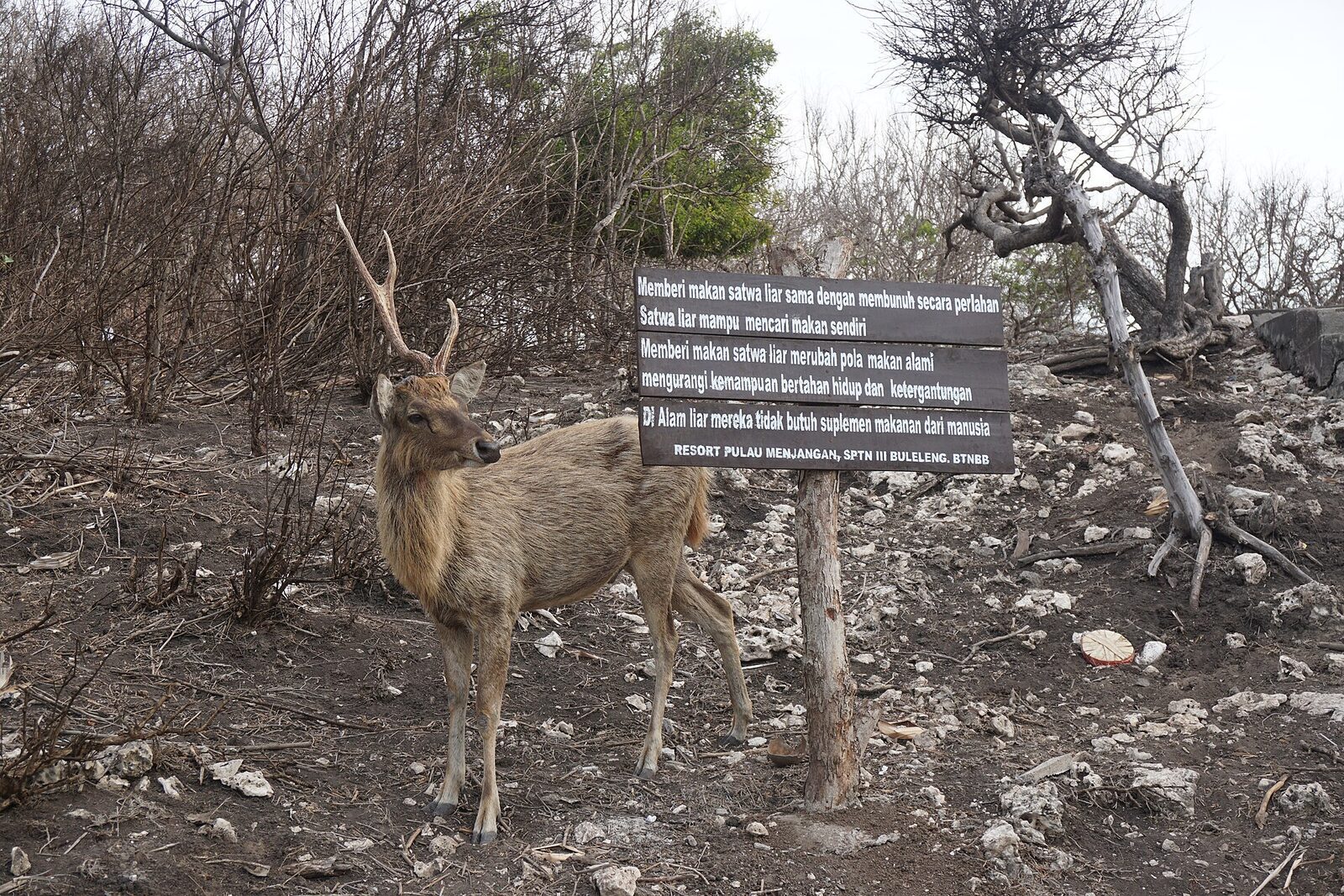 A rusa deer picking across the dry, scrubby ground by a park signboard.