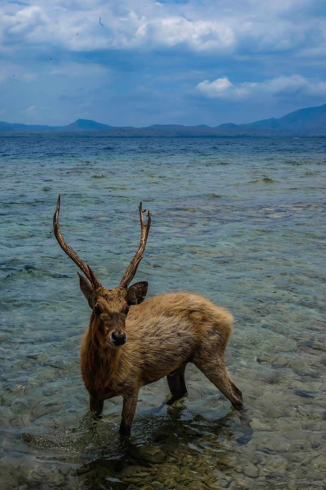 A shy Java rusa deer wading in the shallows off Menjangan — the animal that gave 'Deer Island' its name.