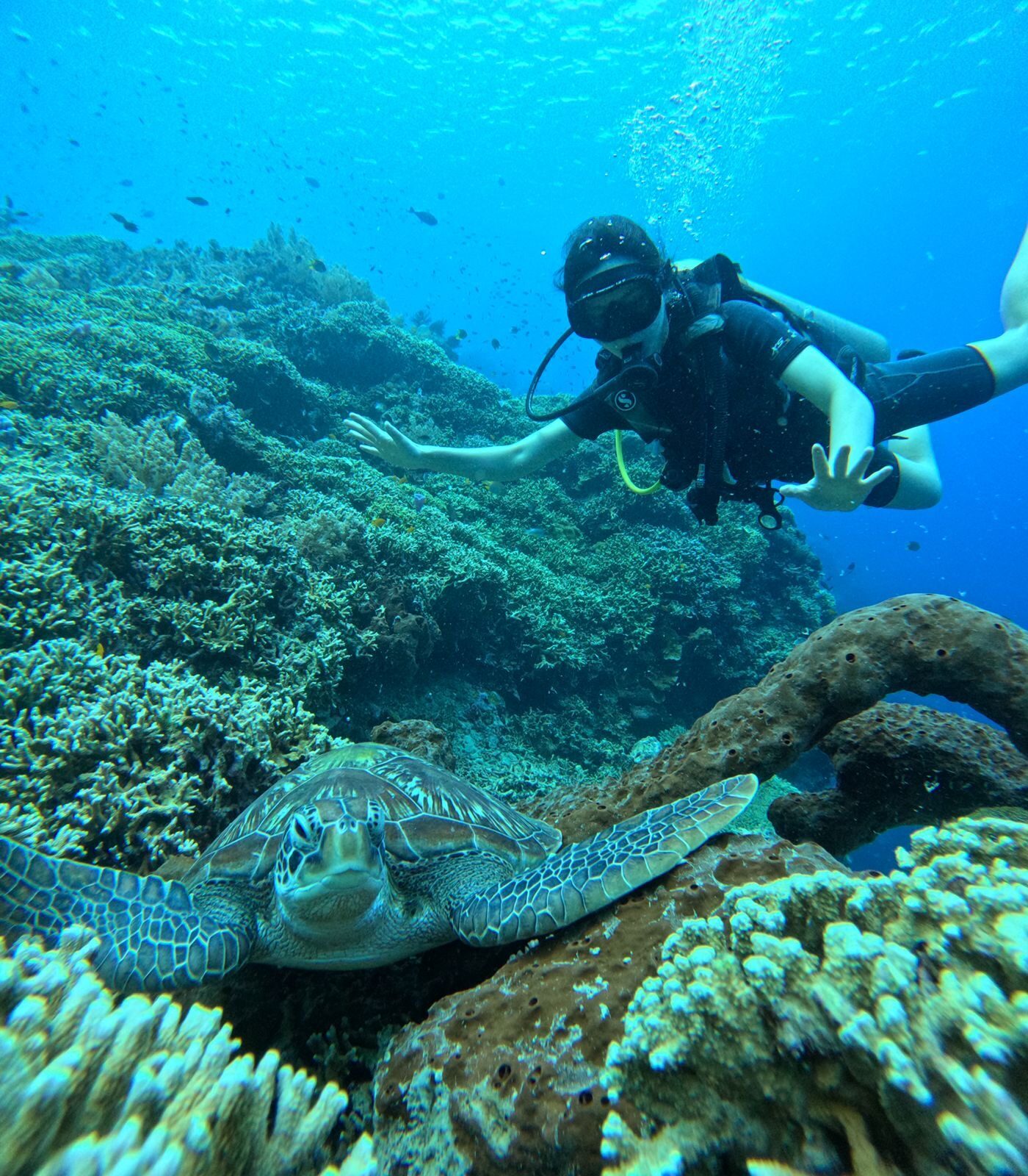 A diver and a turtle over healthy coral at Menjangan.