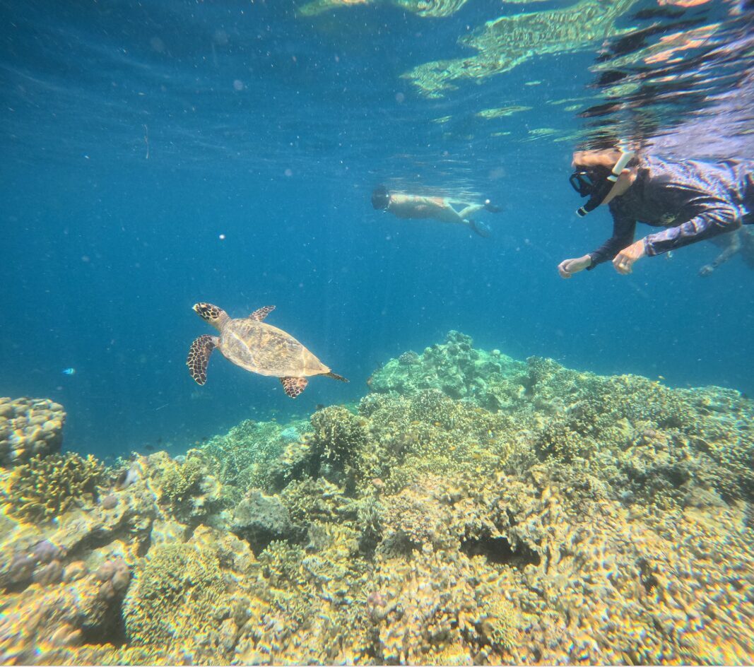 A snorkeller floating over the reef as a turtle grazes below — Menjangan's calm, clear water.