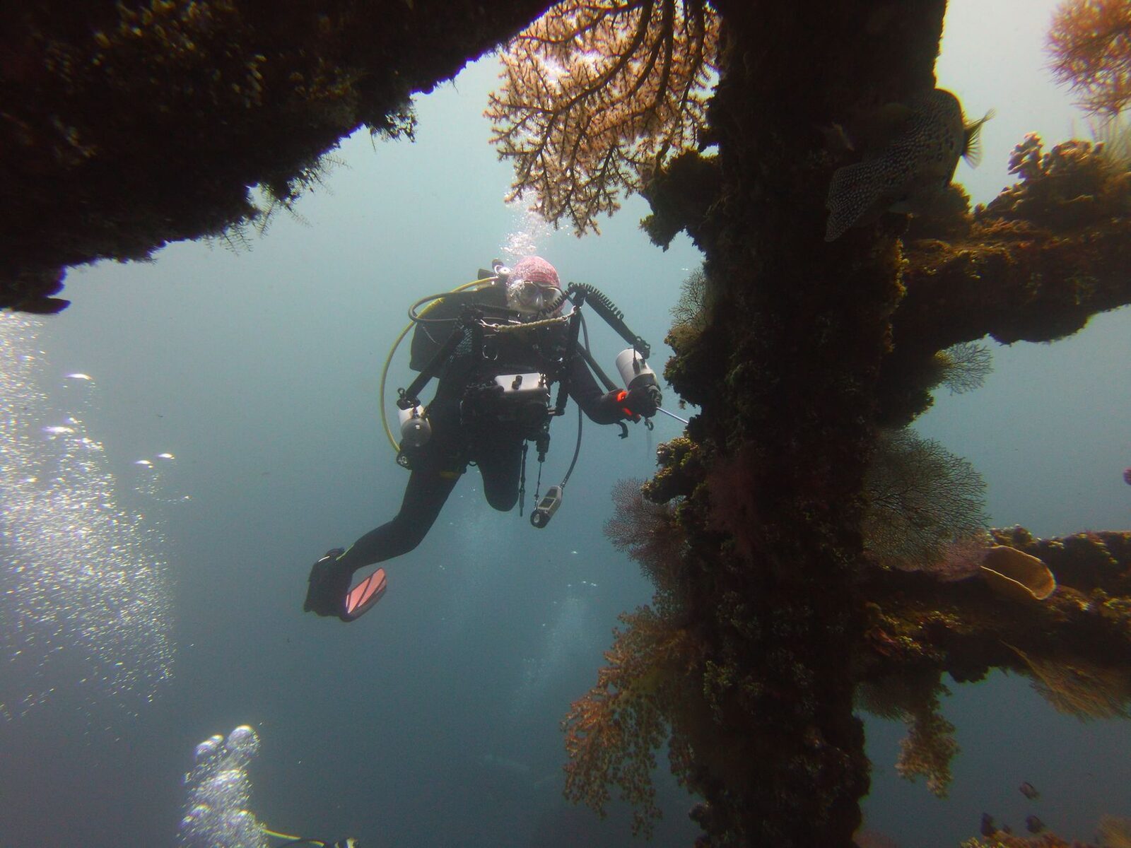 A diver hanging in the blue beneath an overhang, gorgonians reaching out overhead.
