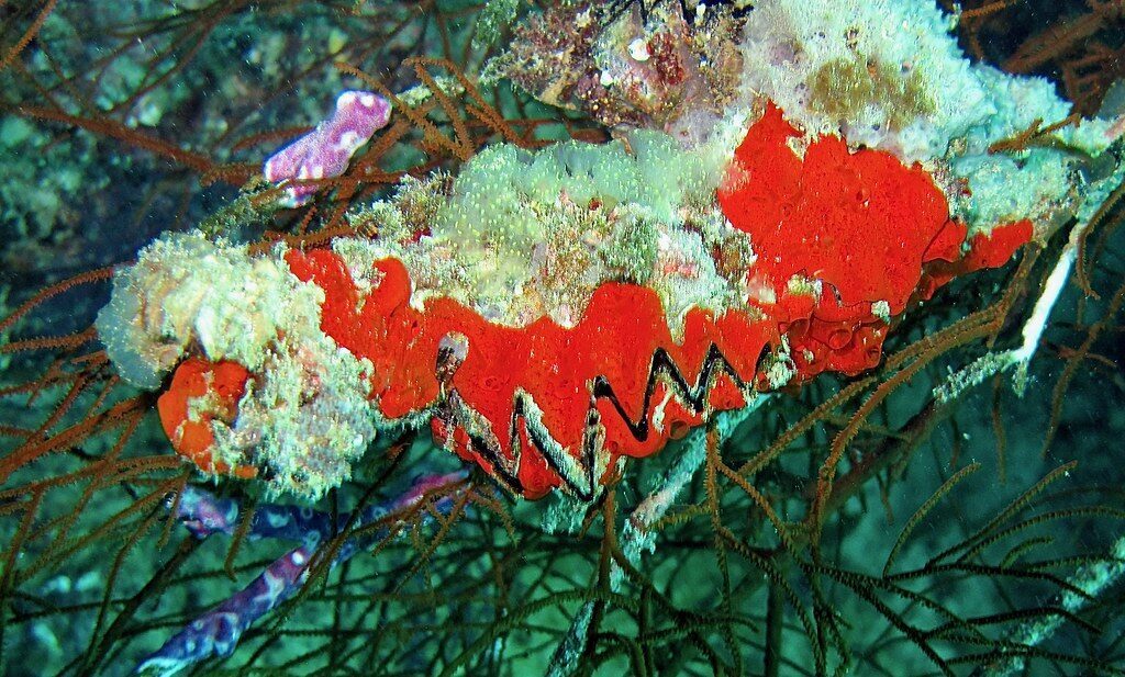 A blaze of red sponge and coral on the wall — the reef here is genuinely healthy.