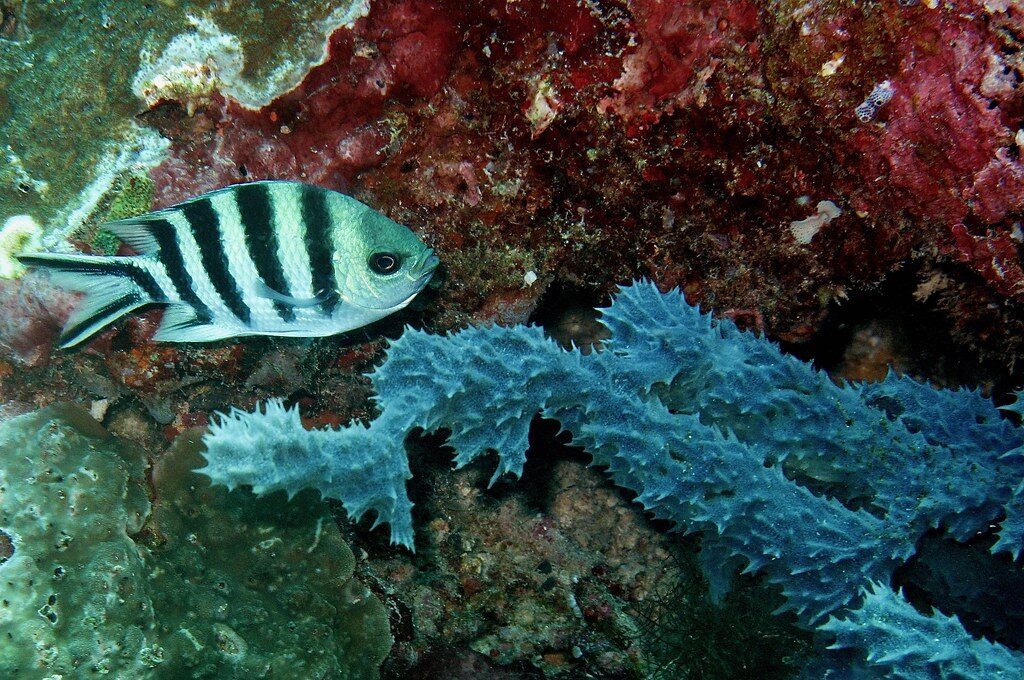 A sergeant-major fish over a spray of blue soft coral.