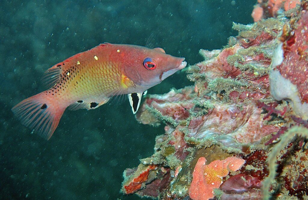 A hogfish working along the reef.