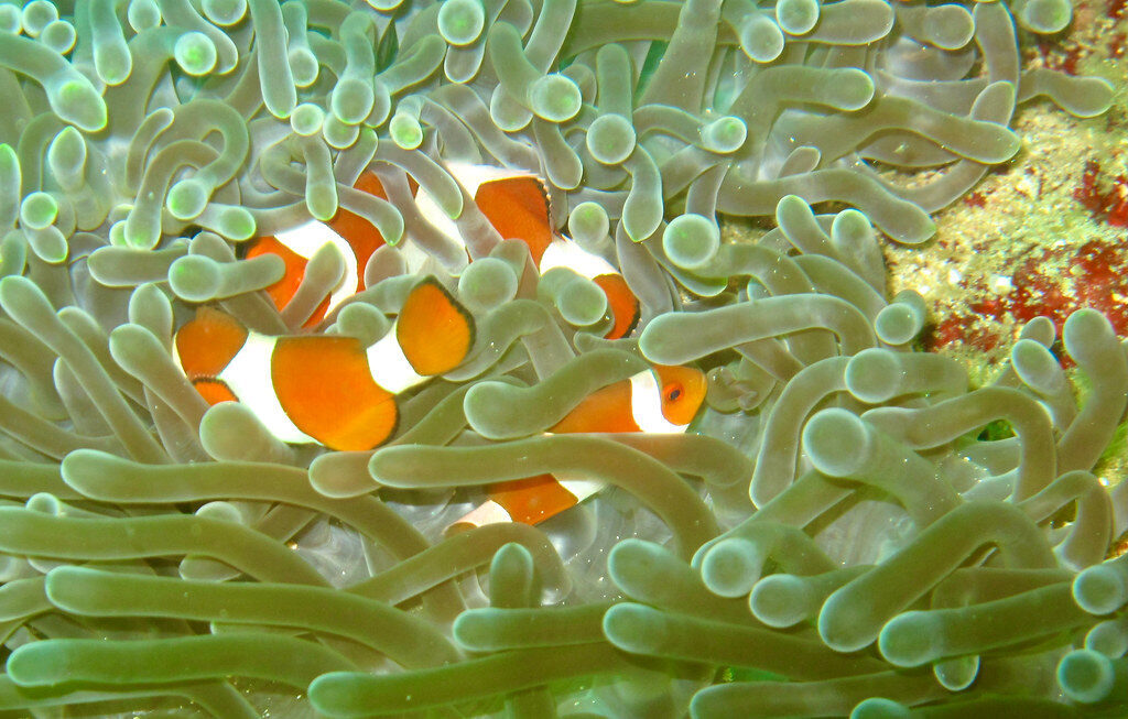 Clownfish tucked into an anemone on the reef flat.