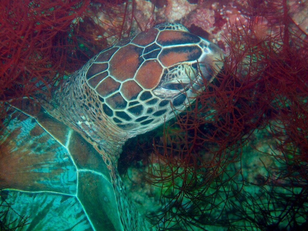 A green turtle resting among red gorgonian fans on Menjangan's coral wall.