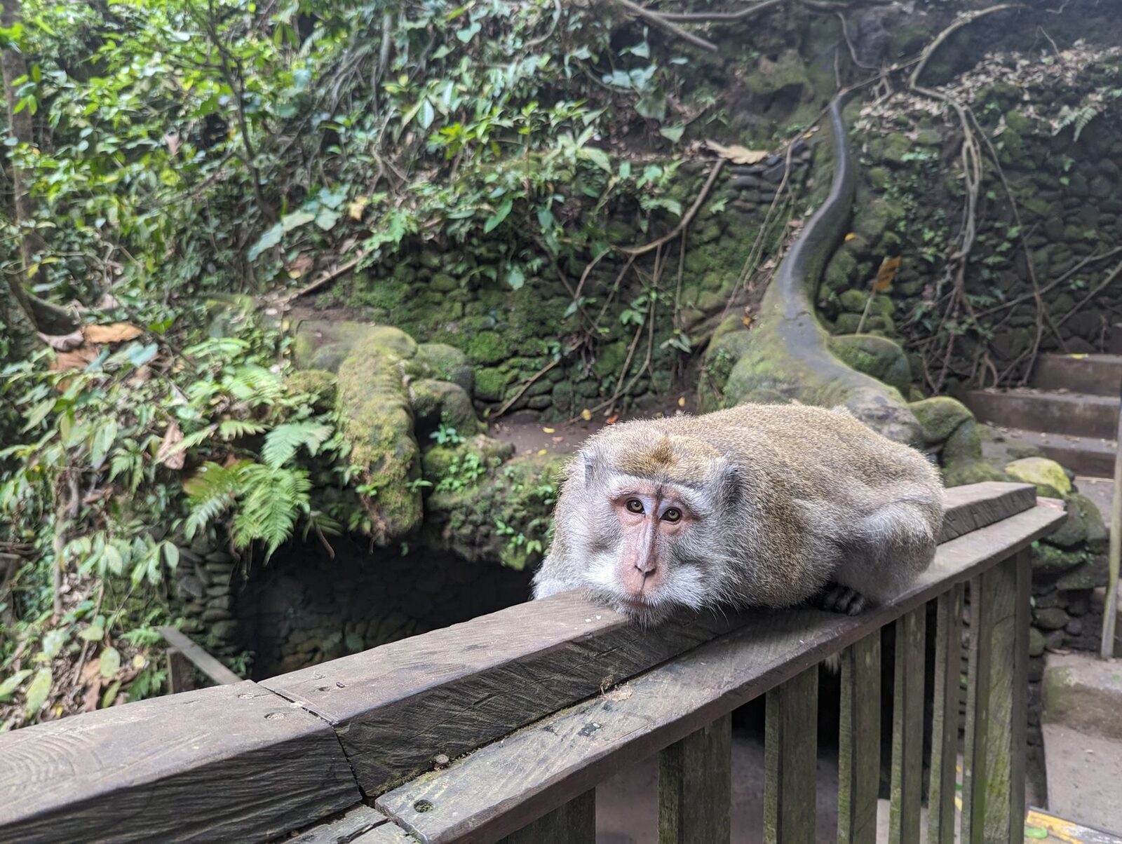 A macaque sprawled the length of a bridge railing, owning the crossing.