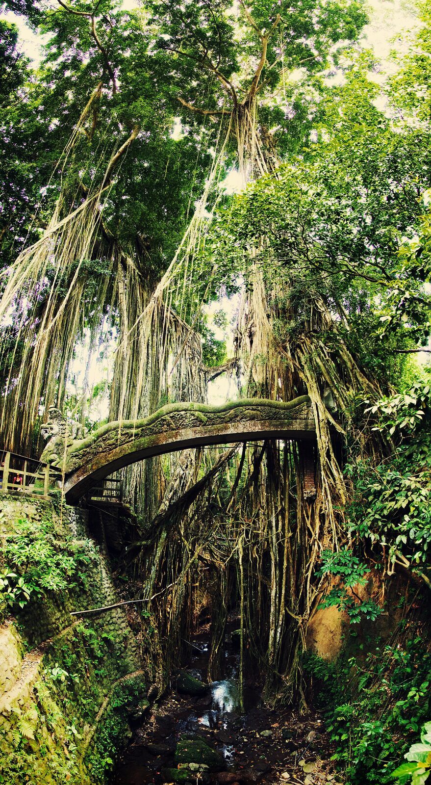 A vine-hung arched bridge in the deep green of the reserve.