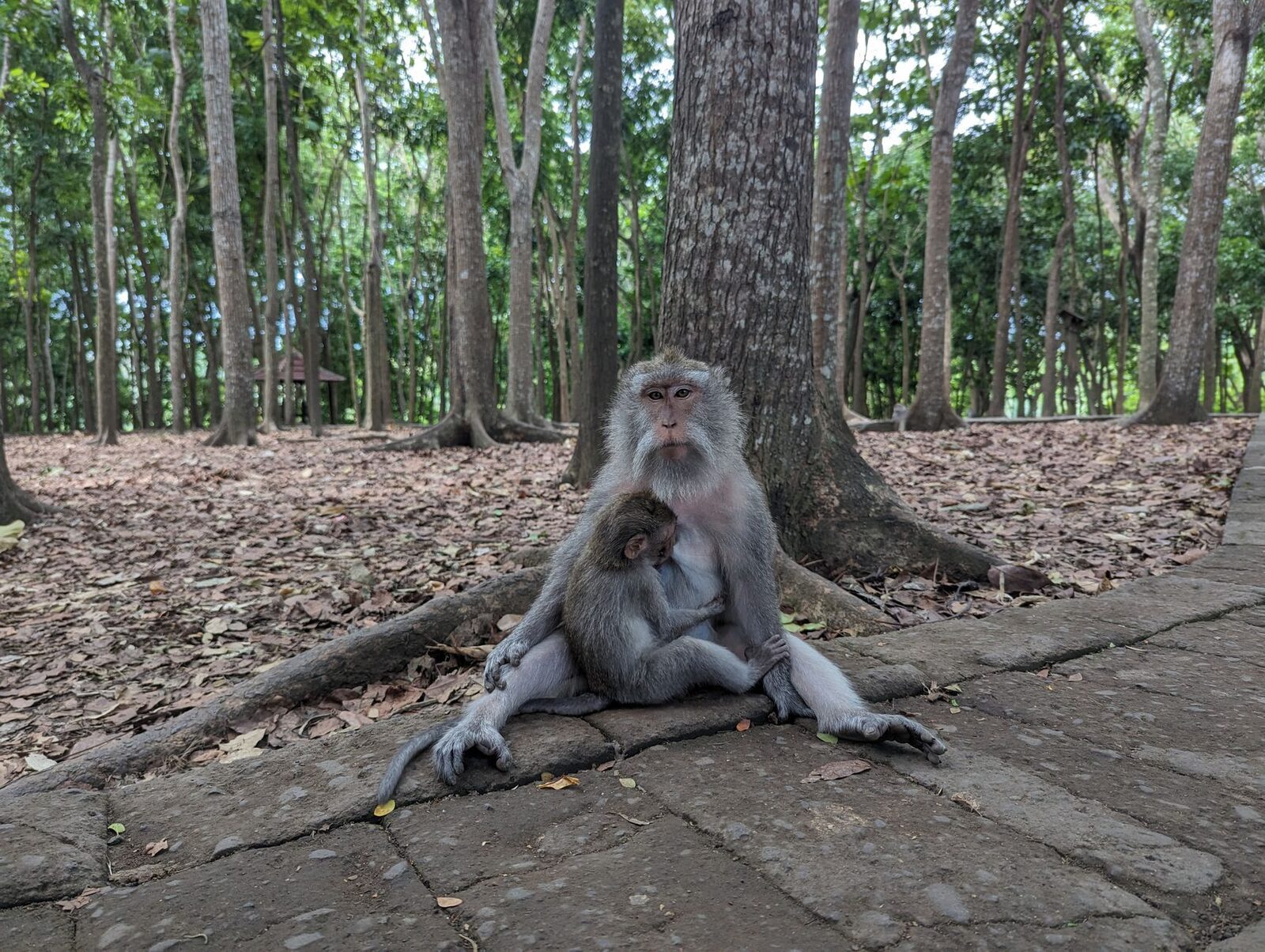 A mother and infant macaque resting on one of the forest paths.