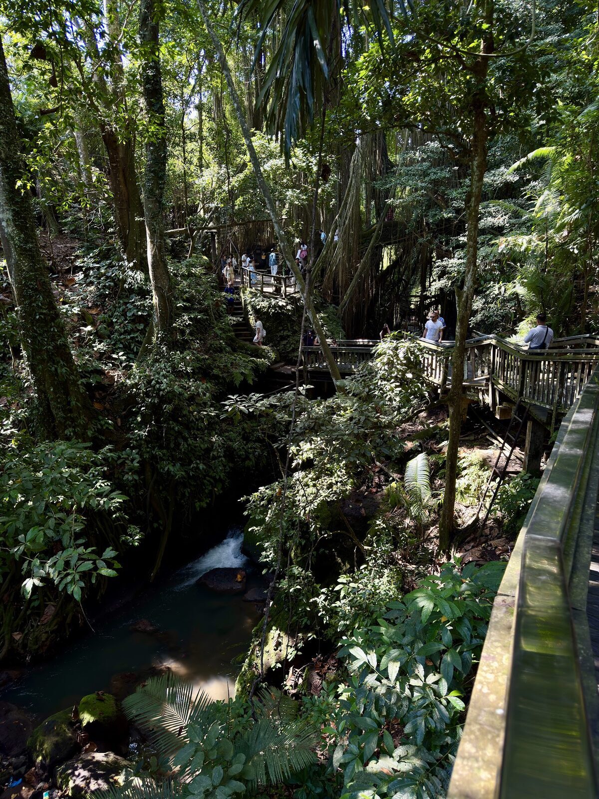 The stream running through the green ravine that splits the forest.