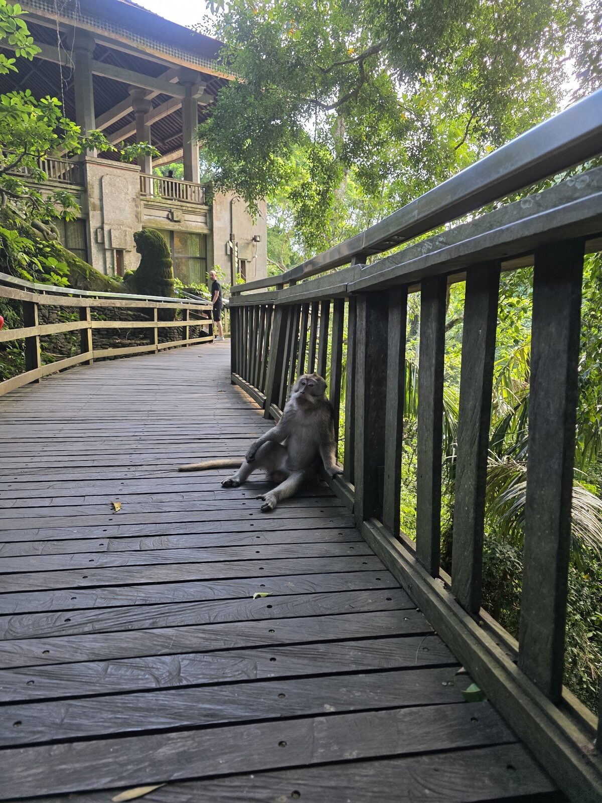 The wooden walkway winding through the trees, a macaque holding the line.