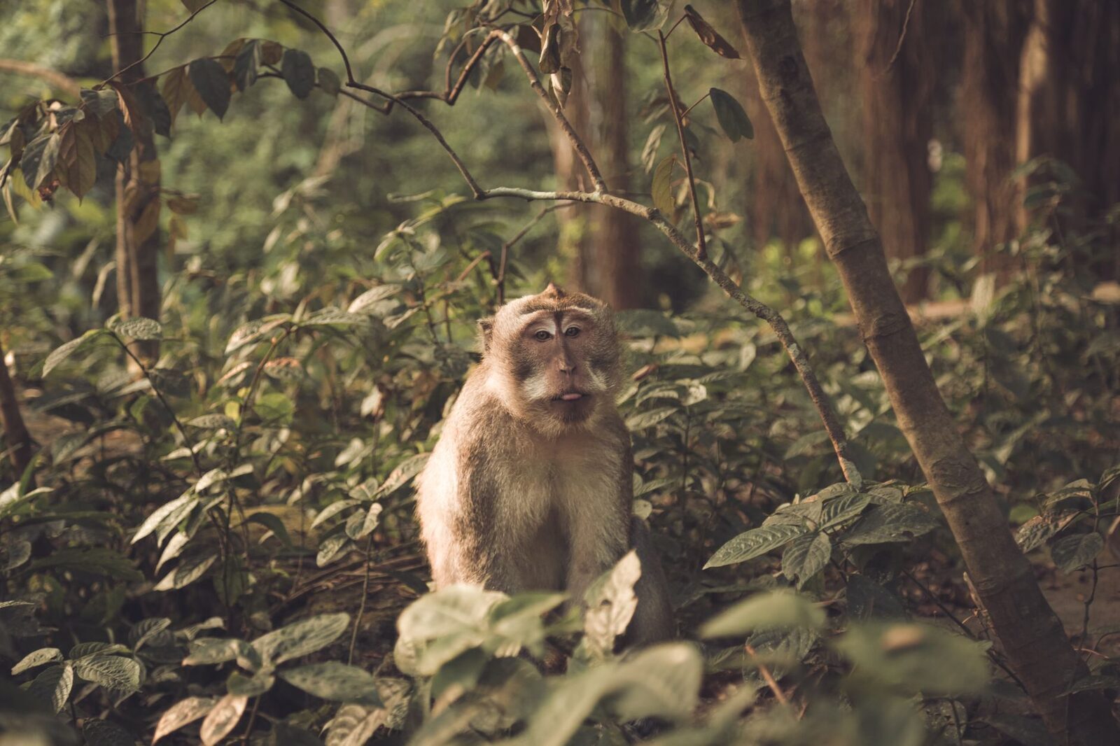 A macaque half-hidden in the dense undergrowth.